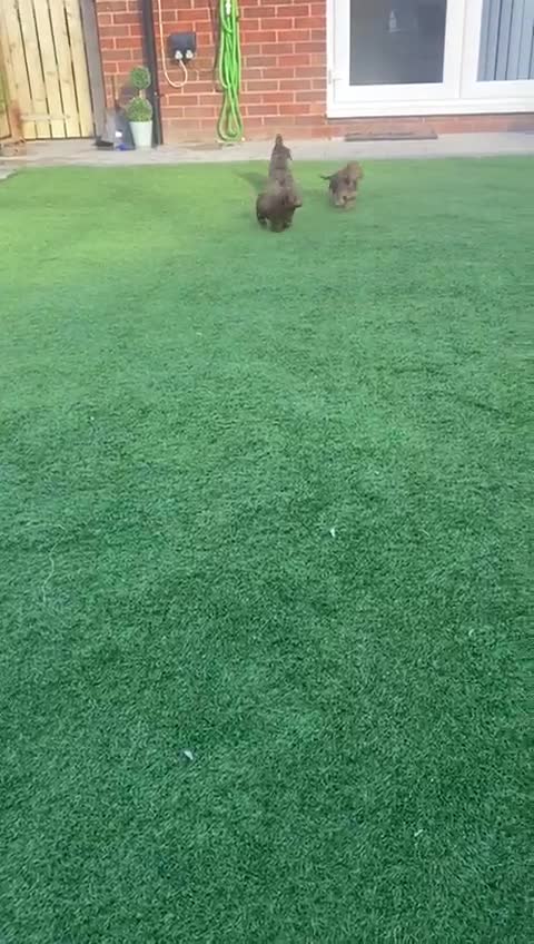 Mixed Breed dogs for sale: Daxipoo puppies - Video 2