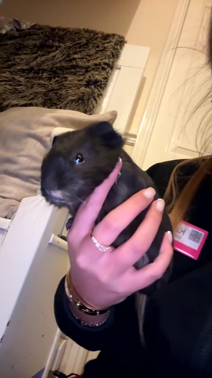 Guinea Pig rodents for sale: Two male guinea pigs  - Video 3