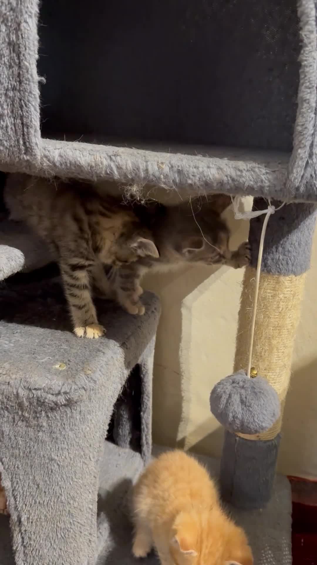 Maine Coon cats for sale: Beautiful Maine coone /shorthair kittens for sale  - Video 1