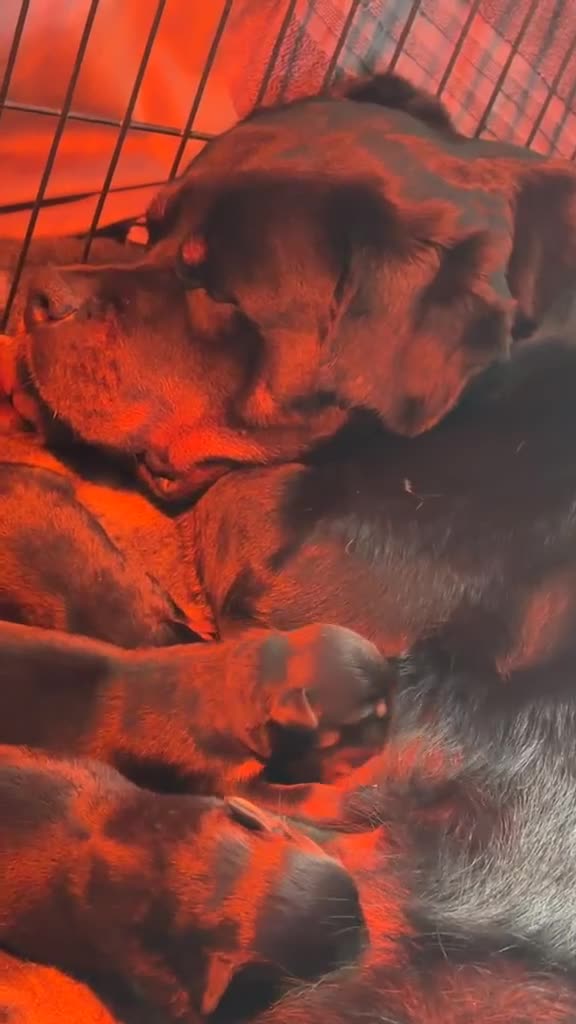 Rottweiler dogs for sale: STUNNING LITTER OF ROTTWEILERS.  - Video 1