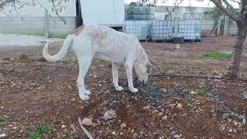 Mixed Breed dogs for adoption: ‼️🚨URGENT🚨‼️ Bimba🩷🐾 - Video 1