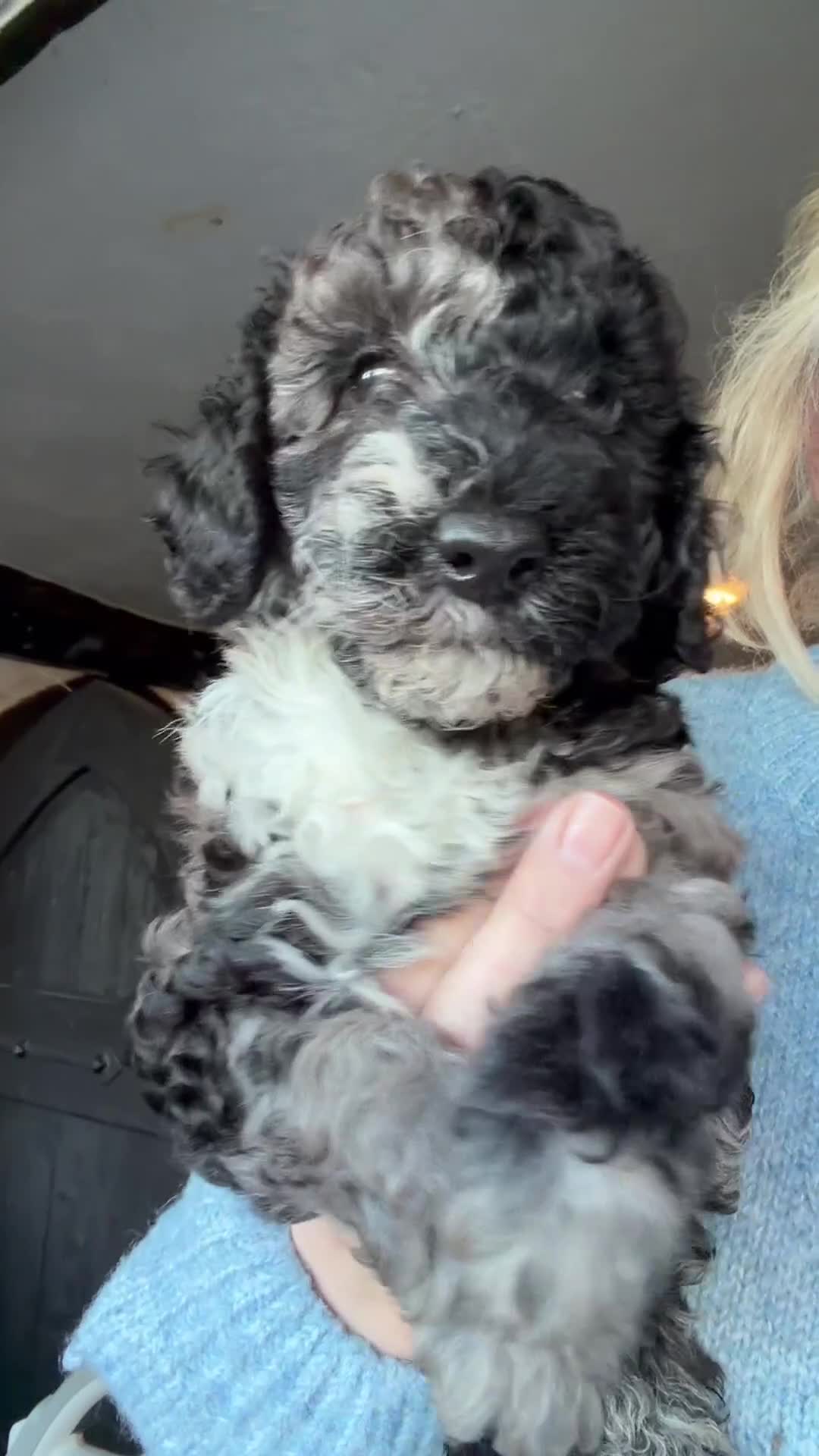 Miniature Poodle dogs for sale: Best quality Merle miniature poodles girls & boys  - Video 1
