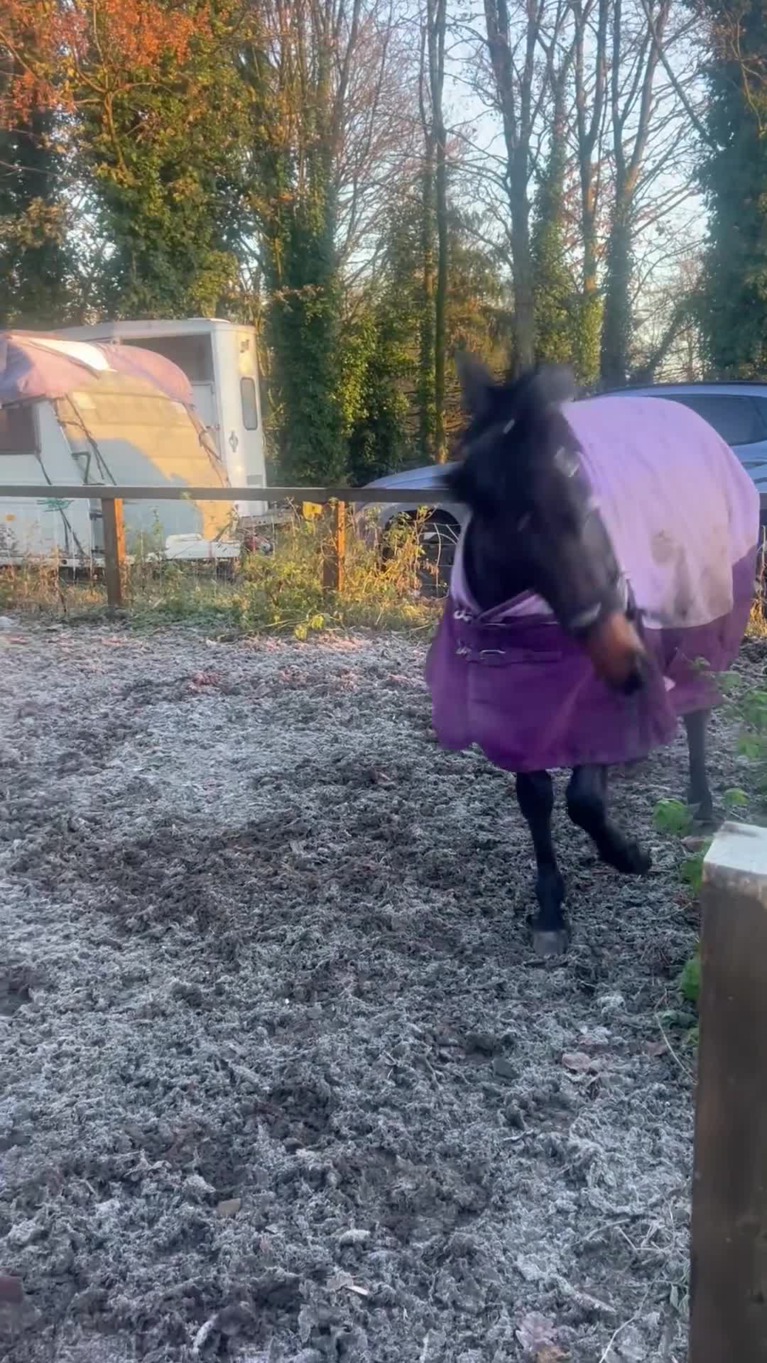 English Thoroughbred horses for sale: 3 year old thoroughbred  - Video 1