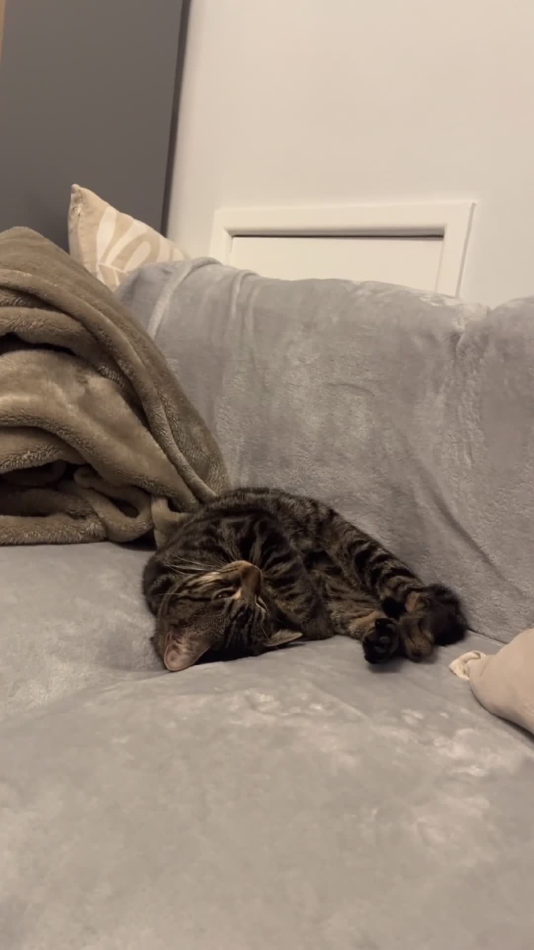 Bengal cats for sale: Female Bengal Kitten For Sale - Video 1