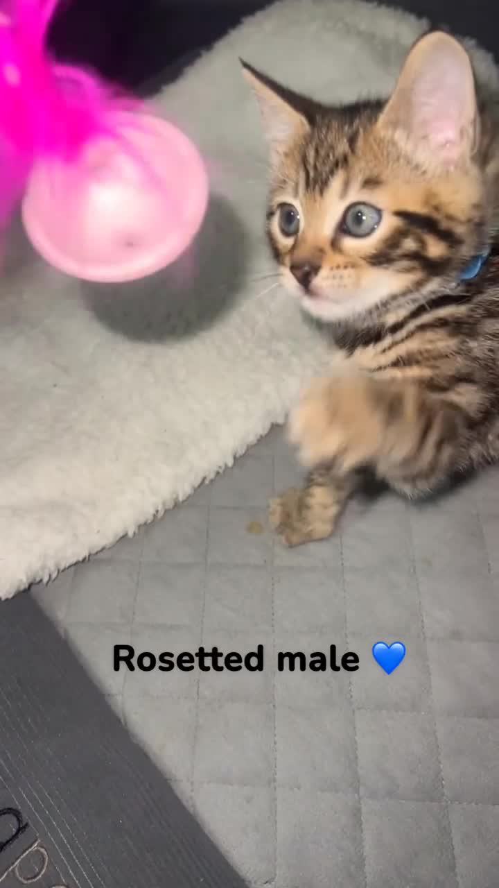 Bengal cats for sale: Beautiful Bengal kittens  - Video 1