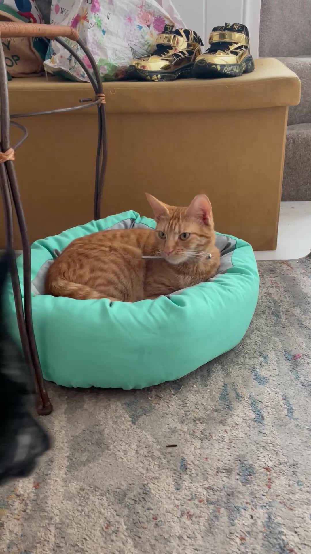 Mixed Breed cats for sale: Two stripy tortie and one black little girl in Swansea - Video 2