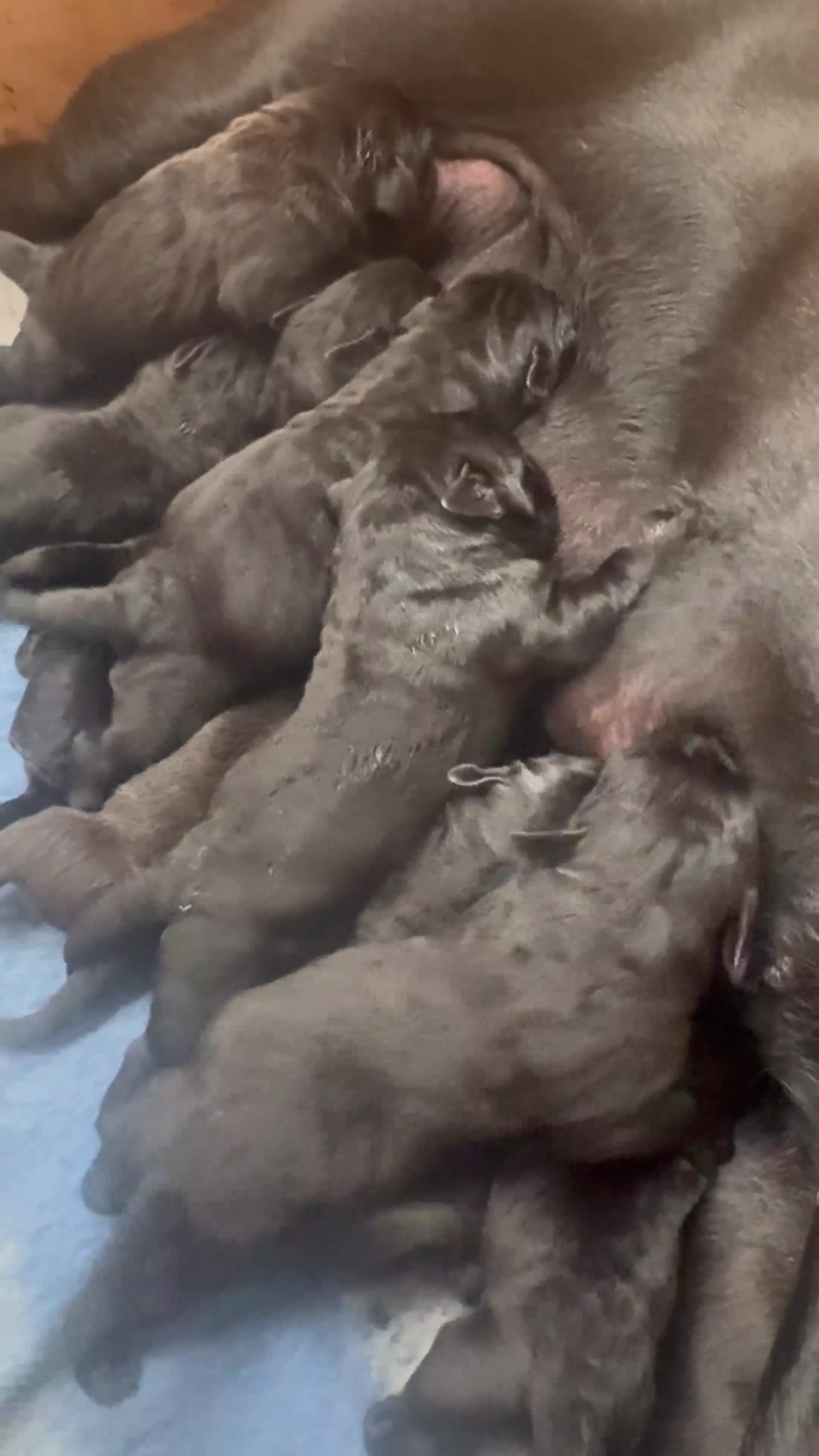 Cane Corso dogs for sale: Cane corso litter  - Video 2