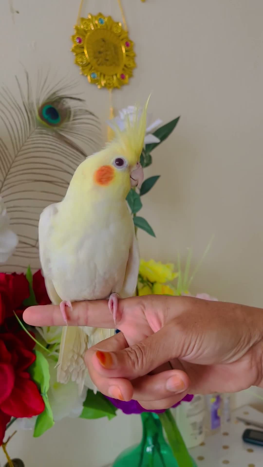 Cockatiels birds for sale: Hand Tamed/Untamed Beautiful Cockatiels available - Video 2