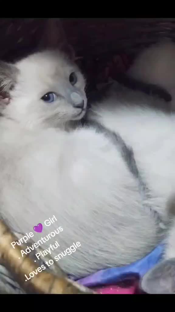 Siamese cats for sale: Absolutely Exceptional  - Video 1