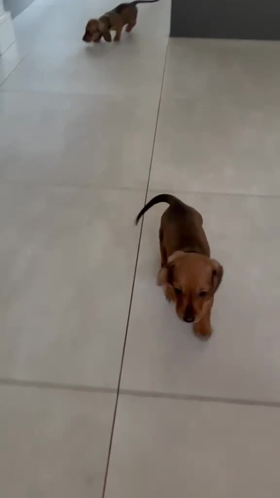 Miniature Dachshund dogs for sale: MINIATURE dachshund puppies UNIQUE fur patterns - Video 1