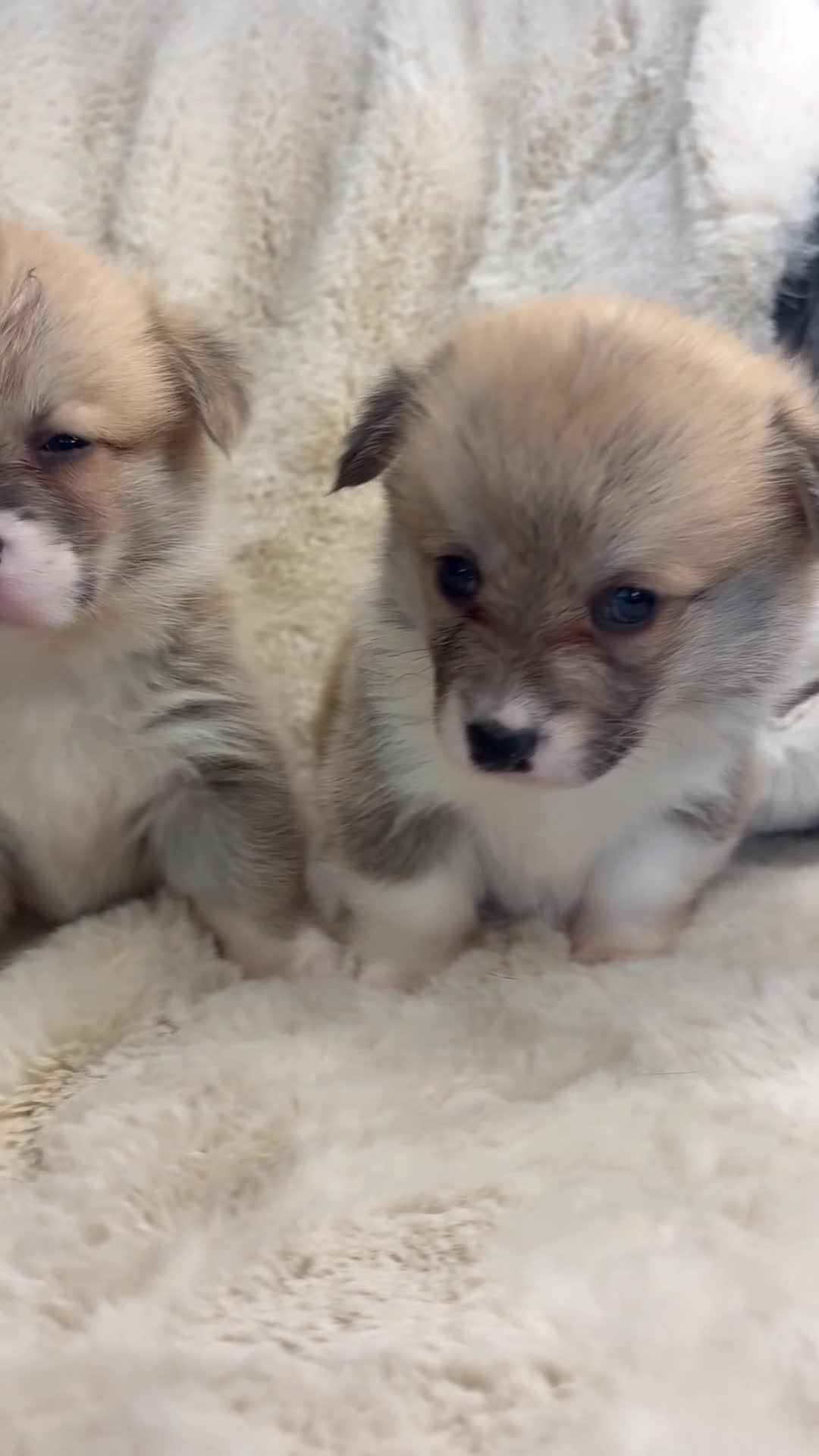 Welsh Corgi Pembroke dogs for sale: Top quality corgis  - Video 1
