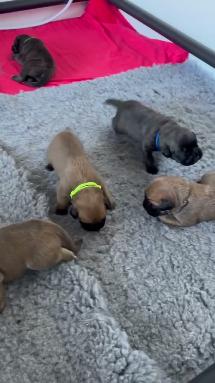Bullmastiff dogs for sale: Purebred Bullmastiff puppies - 3 Boys and 3 girls - Video 1