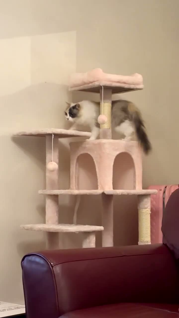 Mixed Breed cats for sale: Beautiful mum and son in Birmingham - Video 2