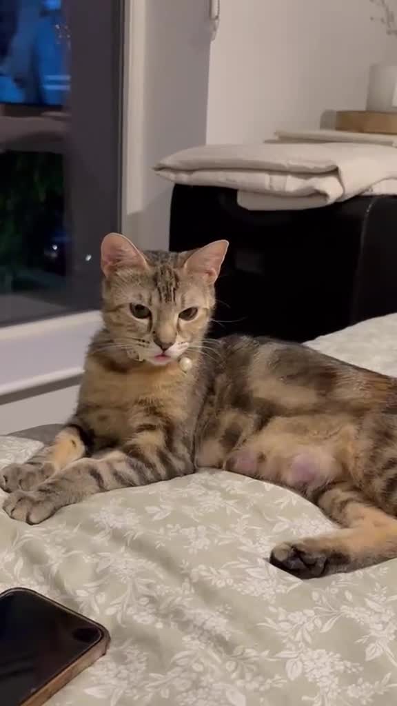 Mixed Breed cats for sale: Kittens/mum for sale (rehome for mum)  - Video 1