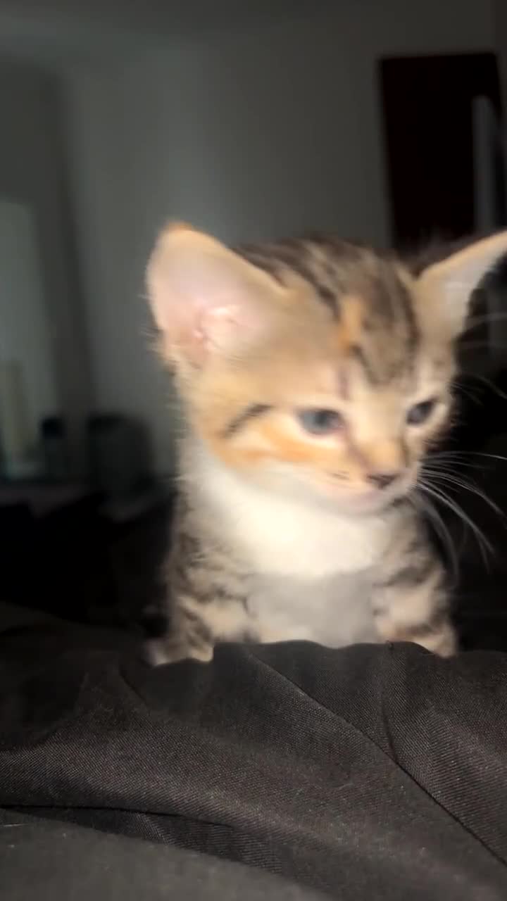 Mixed Breed cats for sale: Kittens for sale  - Video 2