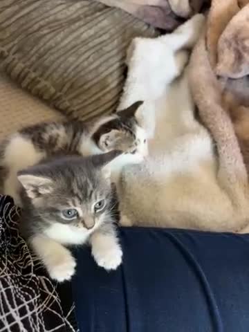 Mixed Breed cats for sale: Bengal mix breed - Video 2