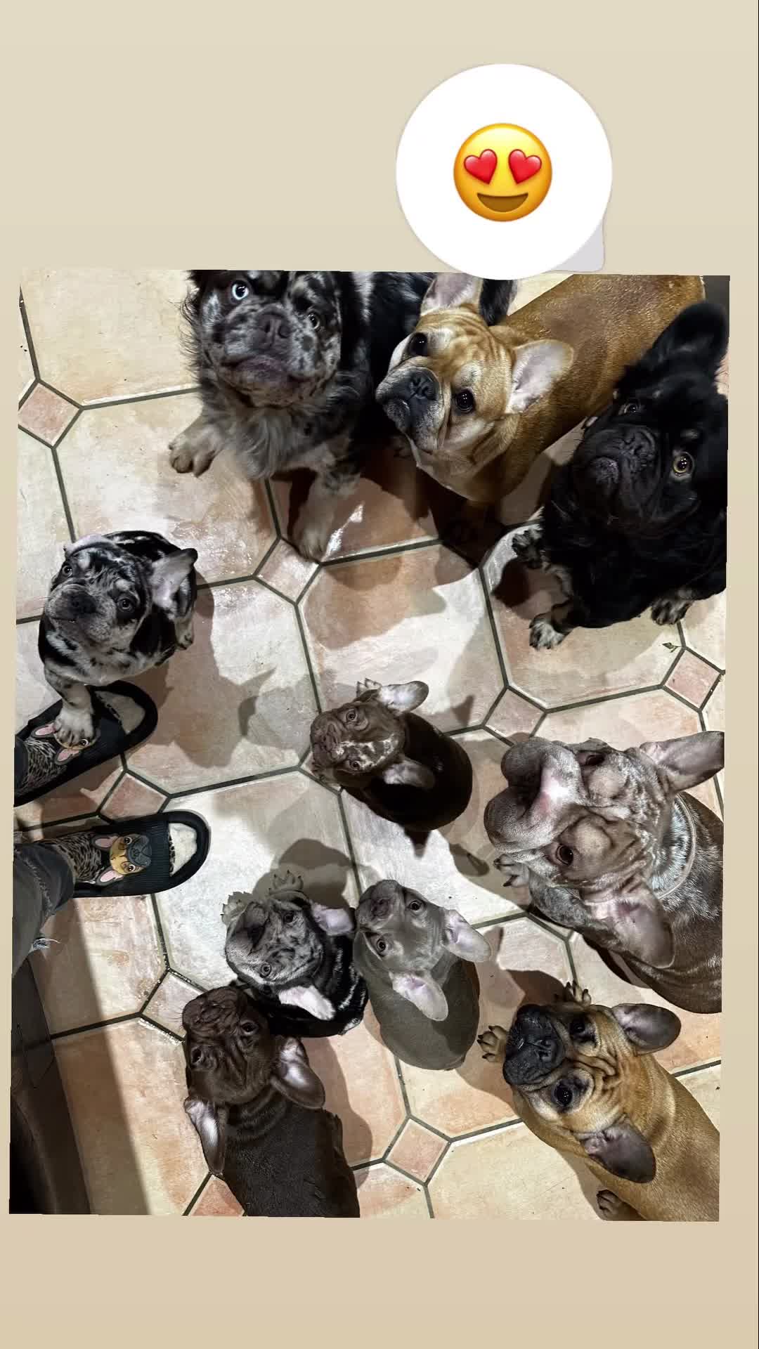 French Bulldog dogs for sale: Ready now-  Well bred, beautiful temperament pups - Video 2