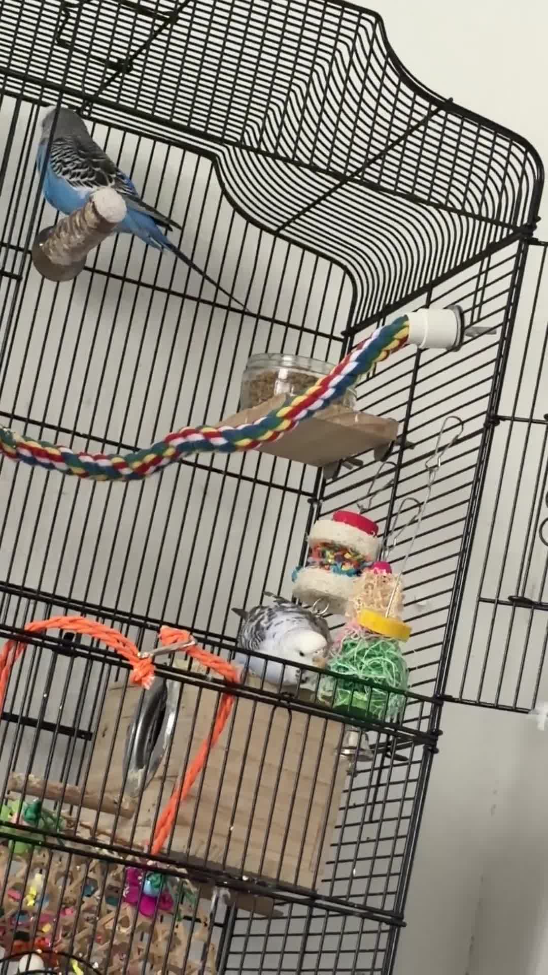 Budgerigars birds for sale: Budgies For A New Home - Video 1