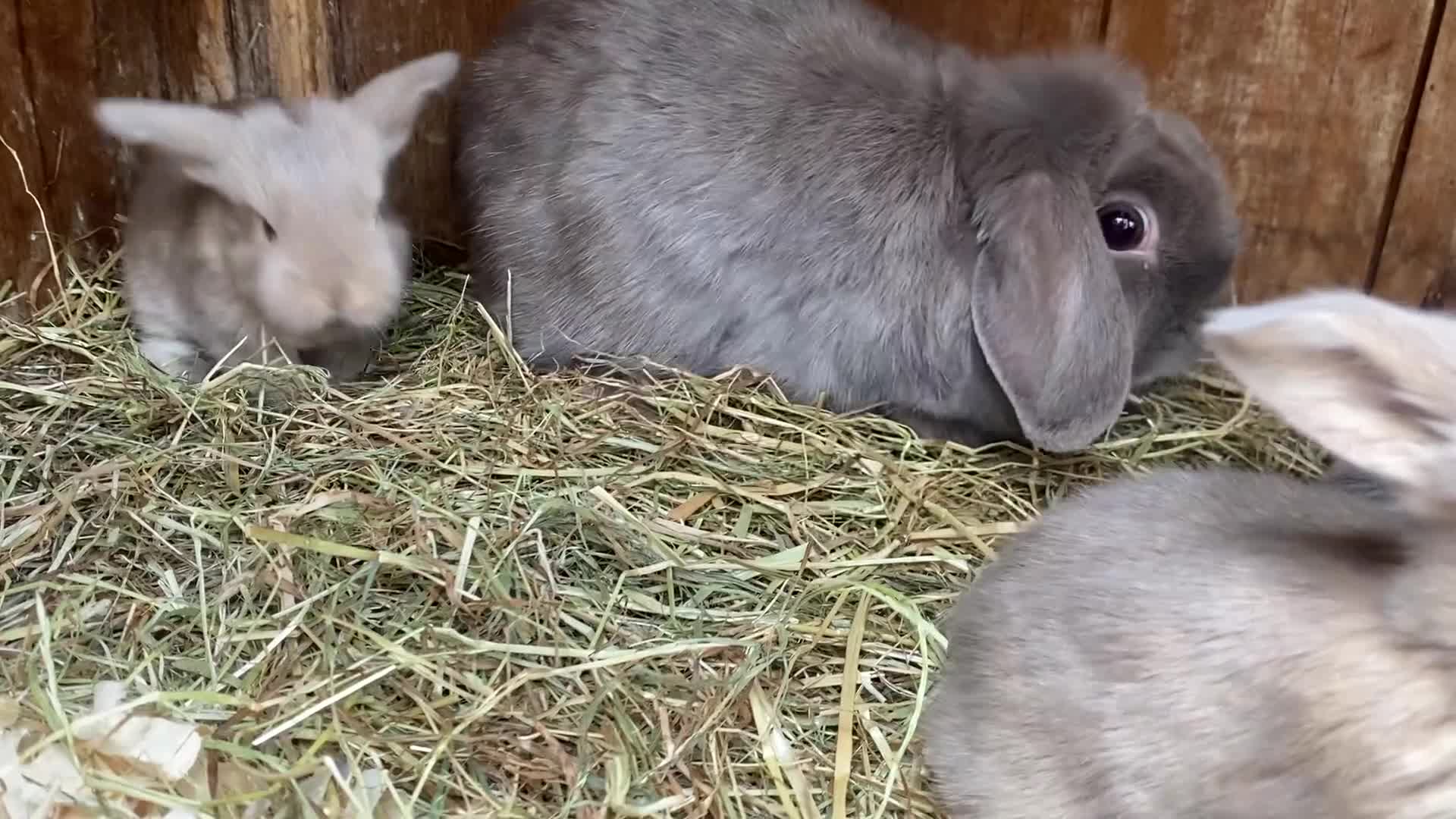 Mini Lop rabbits for sale: Mini lop Buck  - Video 1