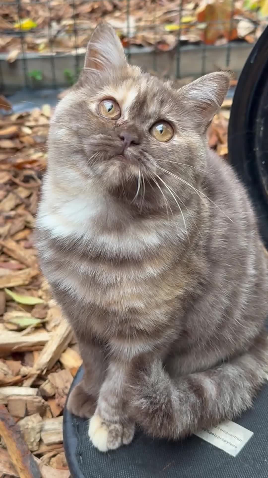 British Shorthair cats for sale: Beautiful choc and caramel (REDUCED) - Video 1