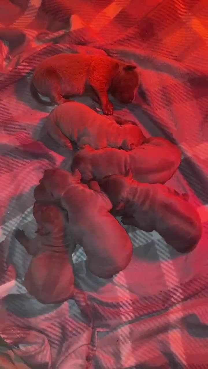 Thai Ridgeback dogs for sale: Thai Ridgeback puppy’s 🏆 - Video 2