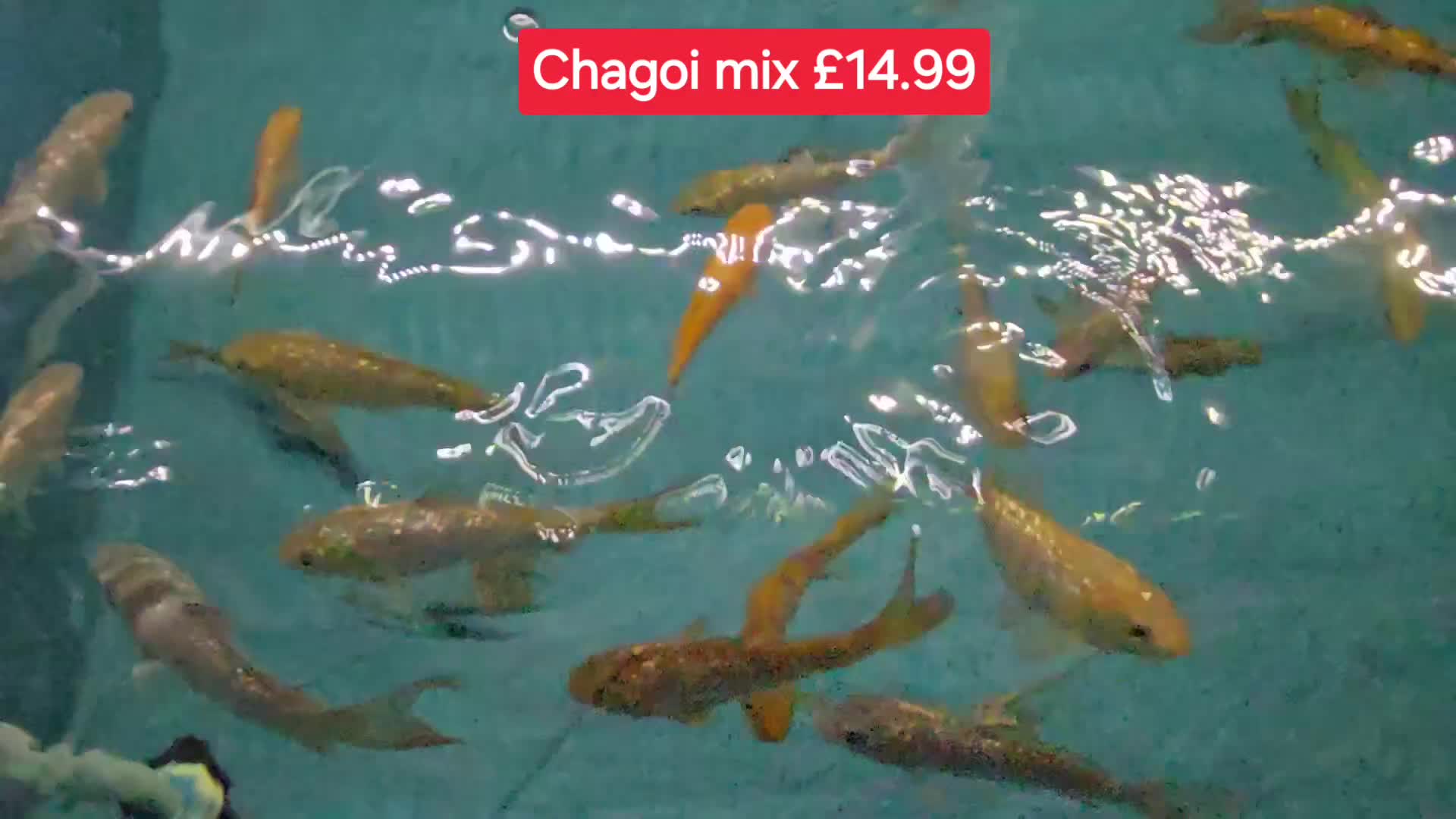 Koi Carp fish for sale: Koi + other All different Price @Tameside Aquatics - Video 3