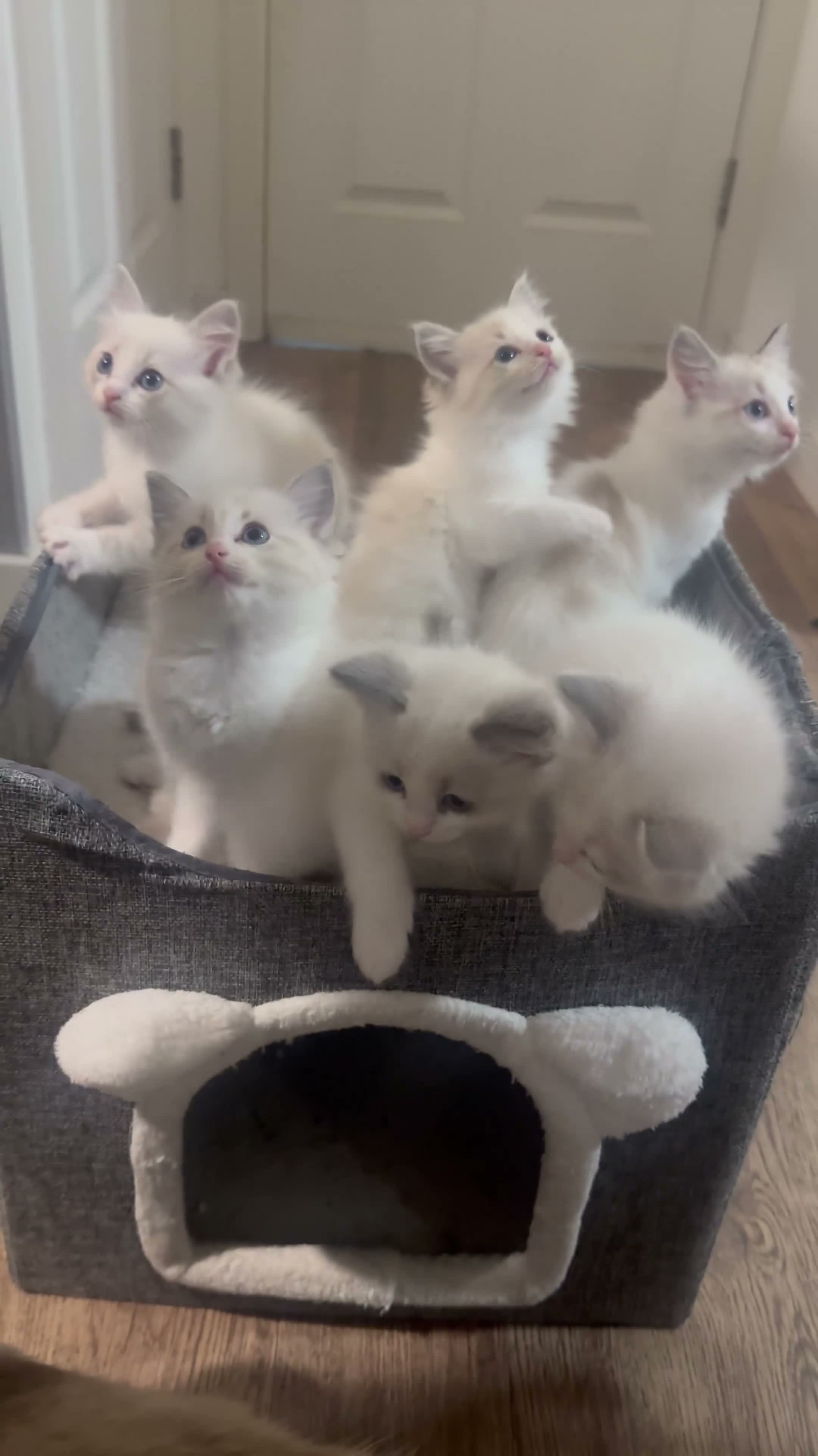 Ragdoll cats for sale: Stunning Ragdoll kittens - Video 1