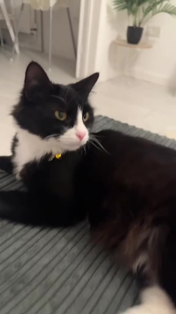 Mixed Breed cats for sale: Beautiful kittens ready for loving homes in Eastbourne - Video 1