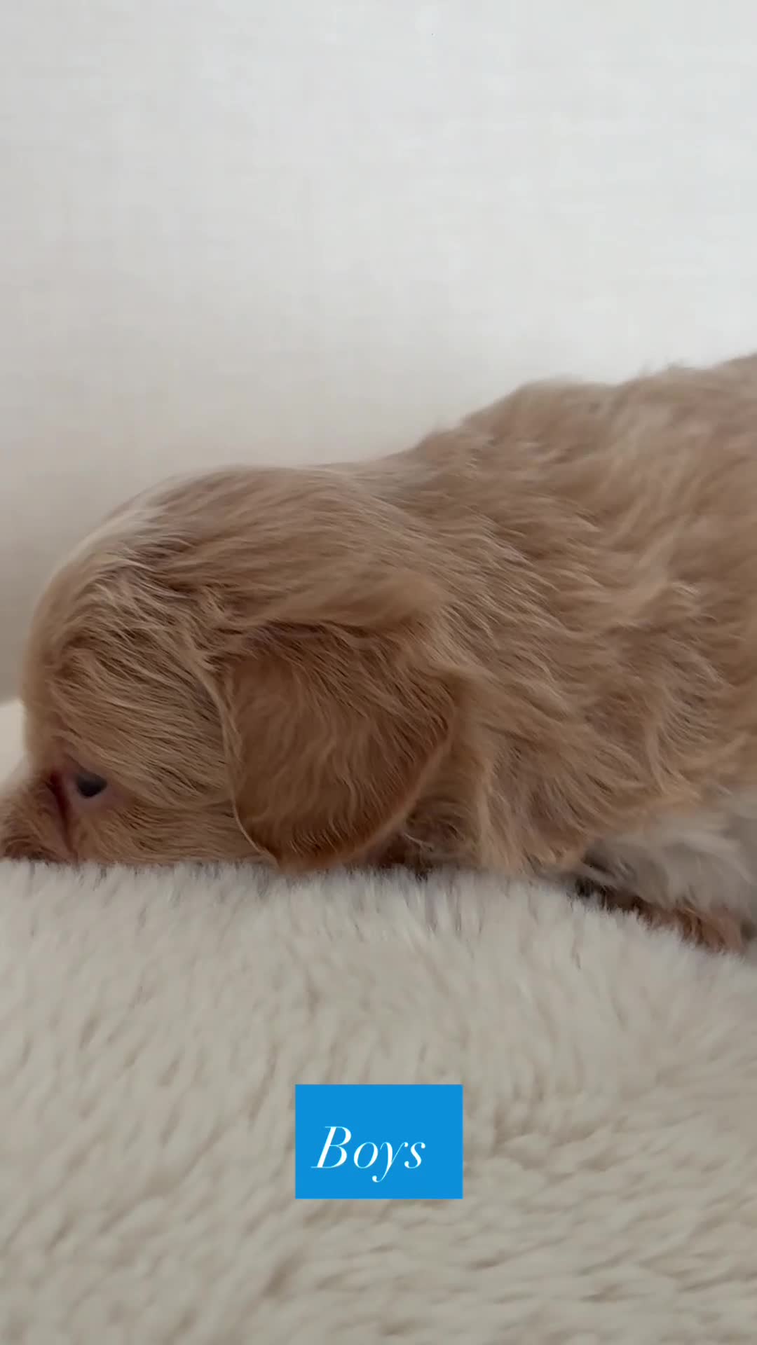 Mixed Breed dogs for sale: Ready to leave!!! - Video 2