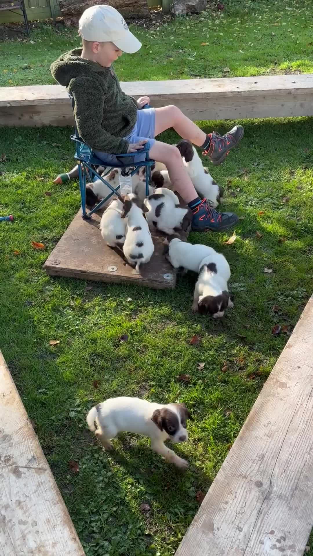 English Springer Spaniel dogs for sale: Liver and white springer spaniel puppies  - Video 2