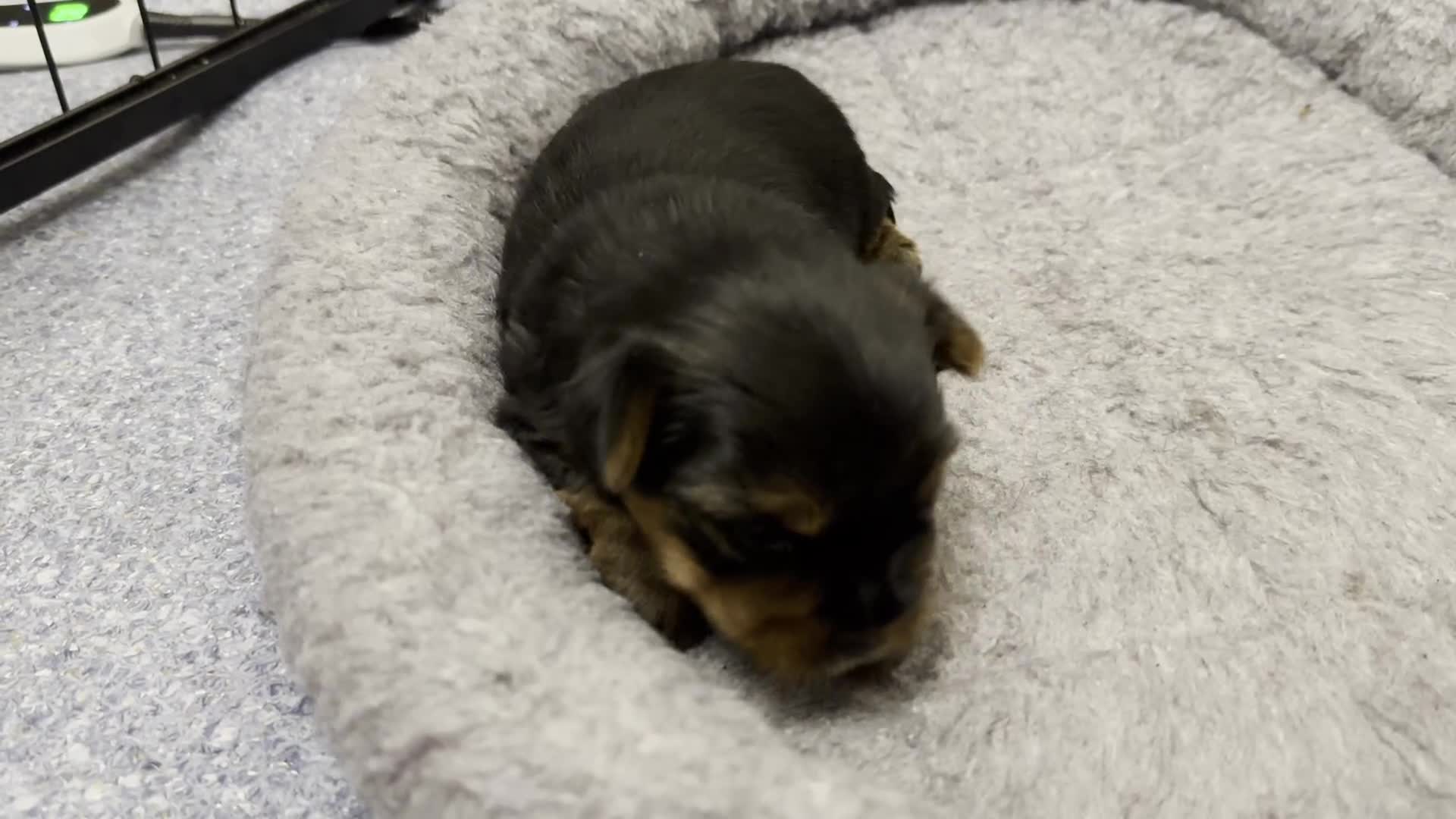 Yorkshire Terrier dogs for sale: KC registered Yorkshire Terrier puppy in Worthing - Video 4