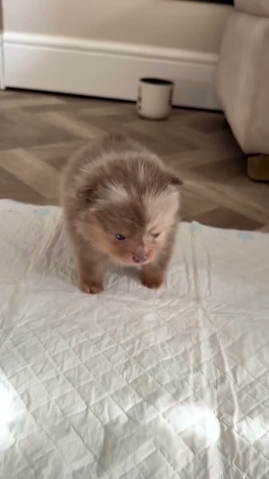 Pomeranian dogs for sale: 5 ⭐️ Pomeranian puppies  - Video 2