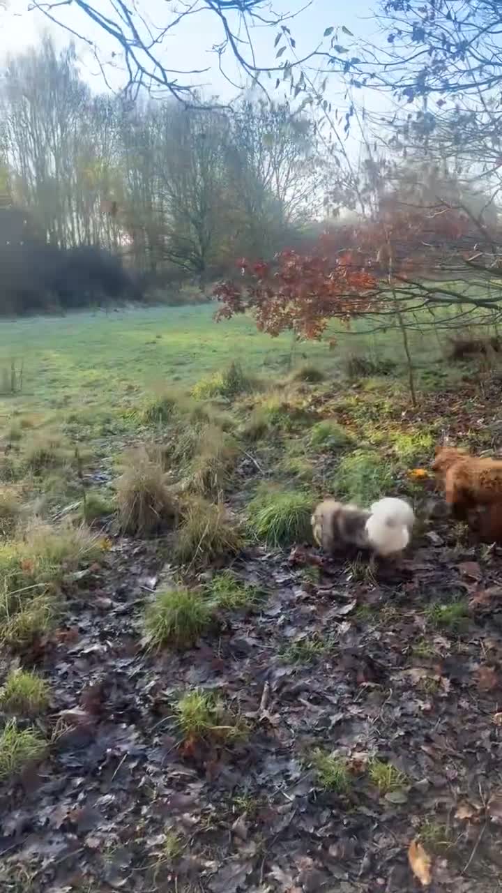 Cockapoo dogs for sale: **REDUCED** LAST GIRL COCKAPOOS  - Video 2