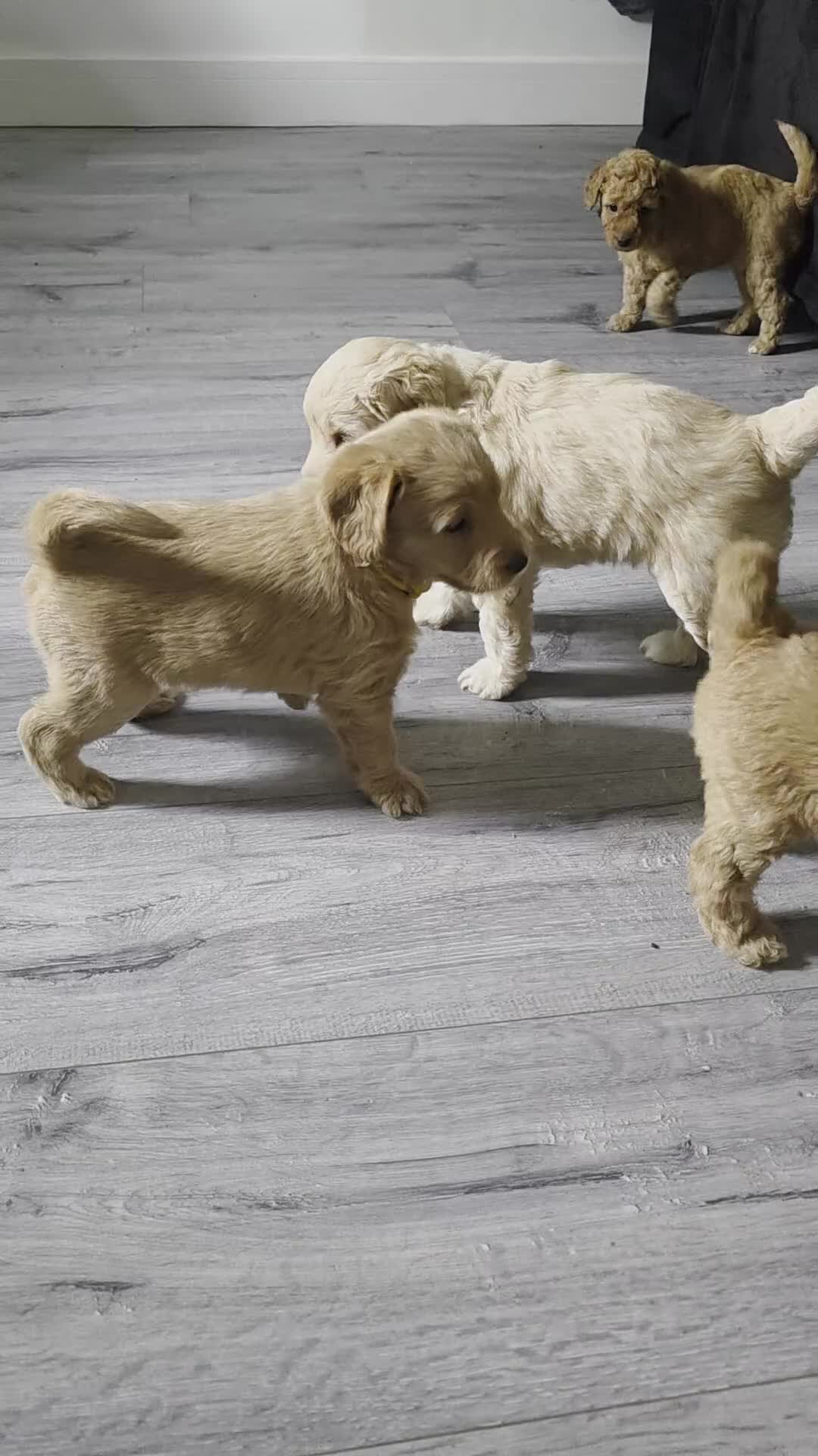Labradoodle dogs for sale:  F2 Miniature Labradoodle - Video 1