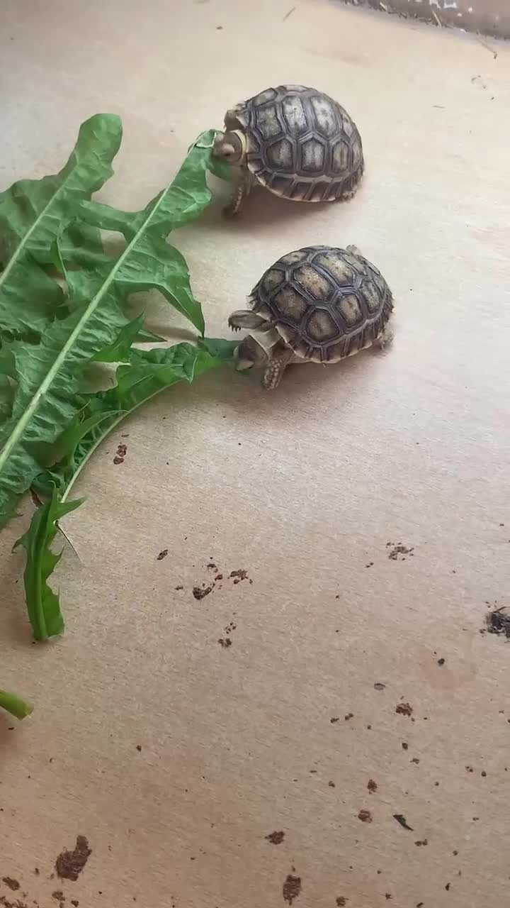 Tortoise reptiles for sale: Sulcata tortoise babies - Video 1