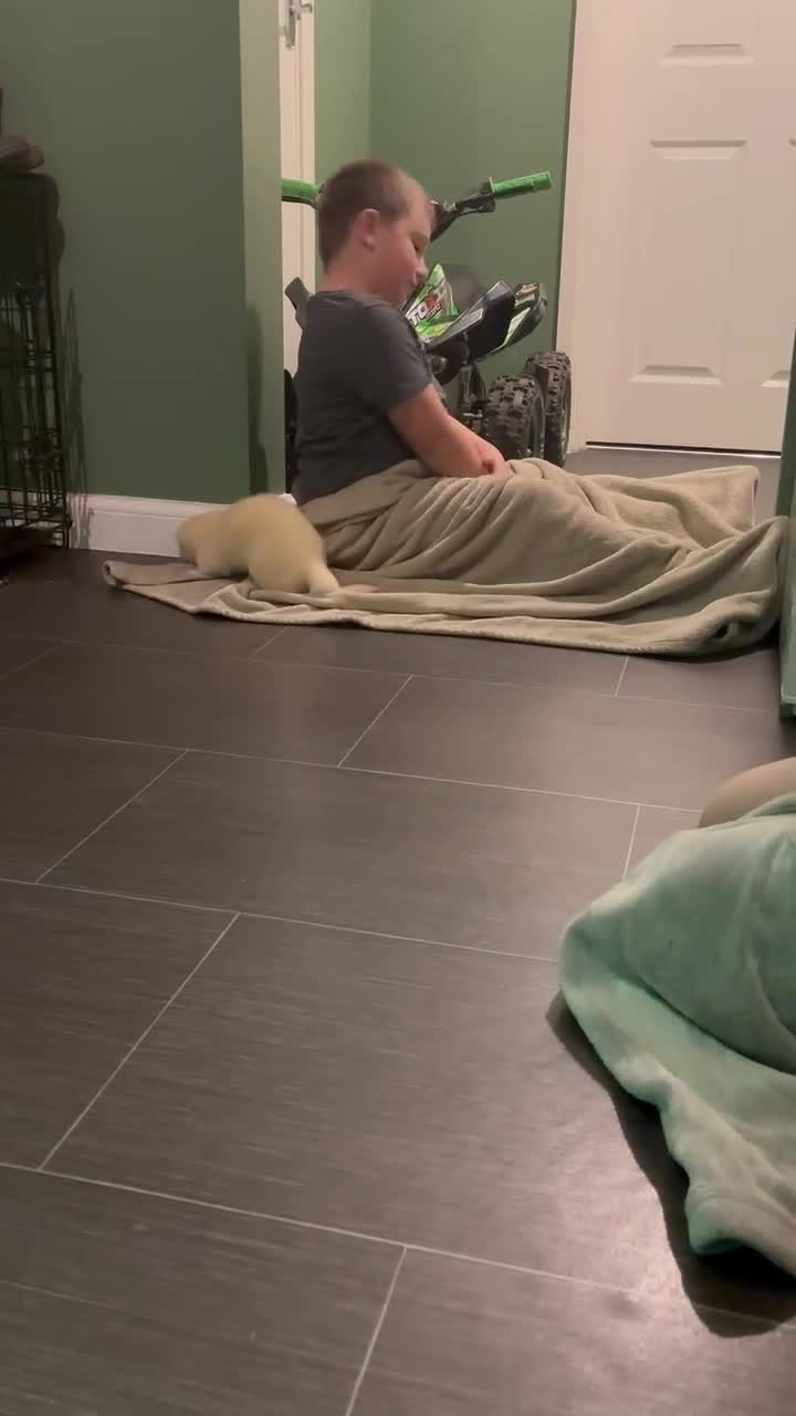 Ferret rodents for sale: Two partly hand tame male ferrets (Brothers) in Kenilworth - Video 1