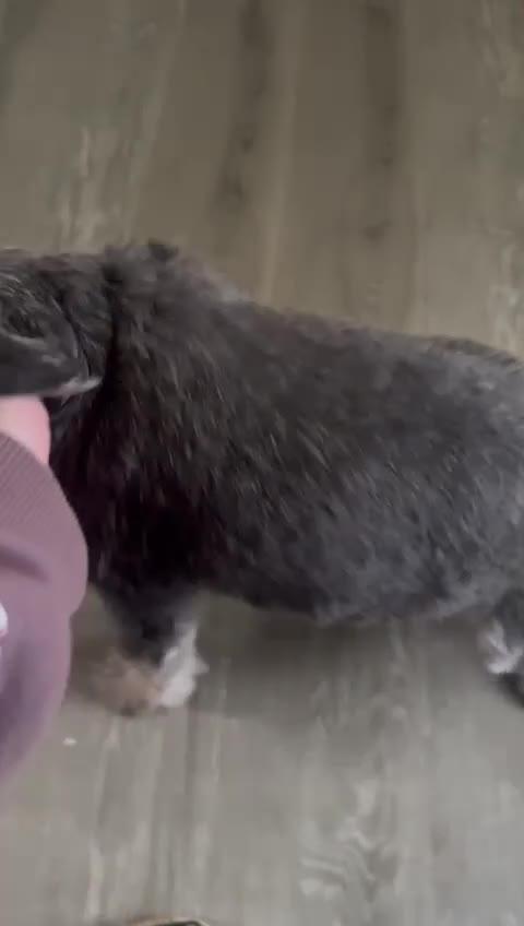 Schnauzer dogs for sale: sweet schnauzer available - Video 2