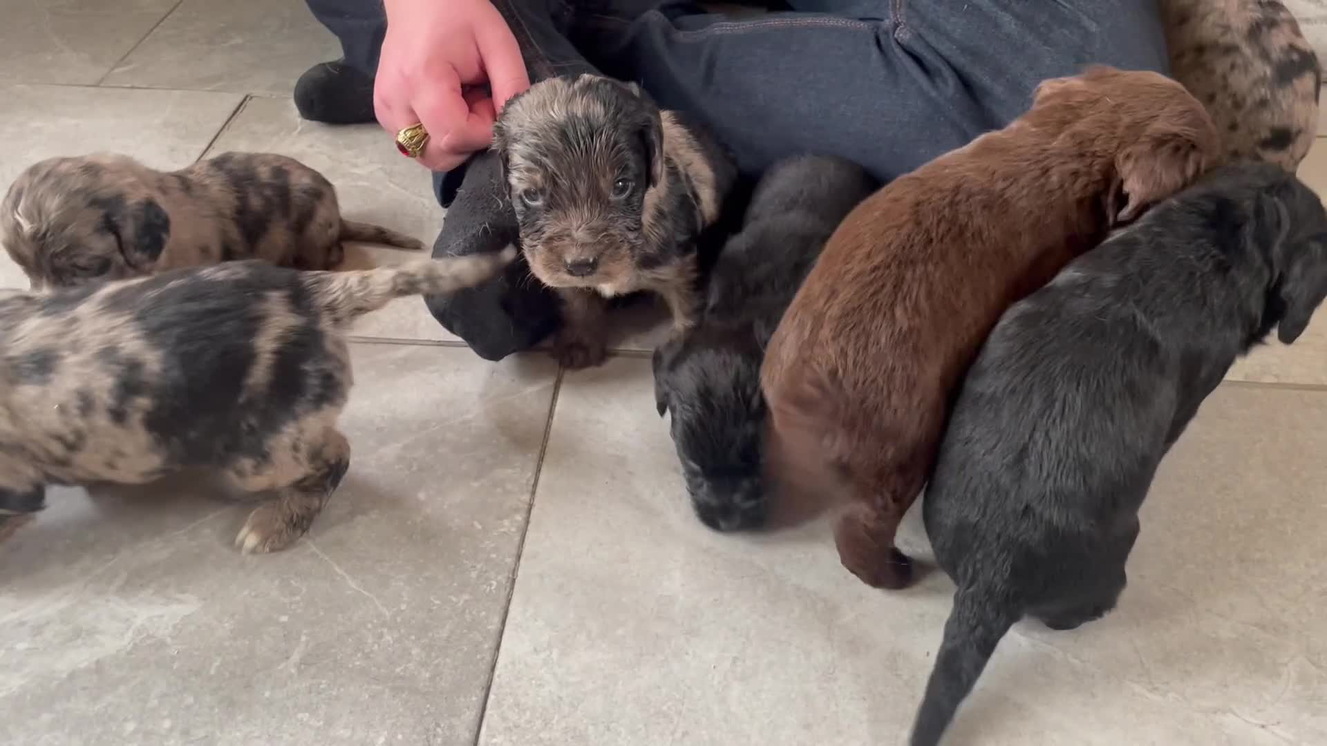 Cocker Spaniel dogs for sale: COCKER SPANIEL PUPS  ( SOLD ) - Video 5