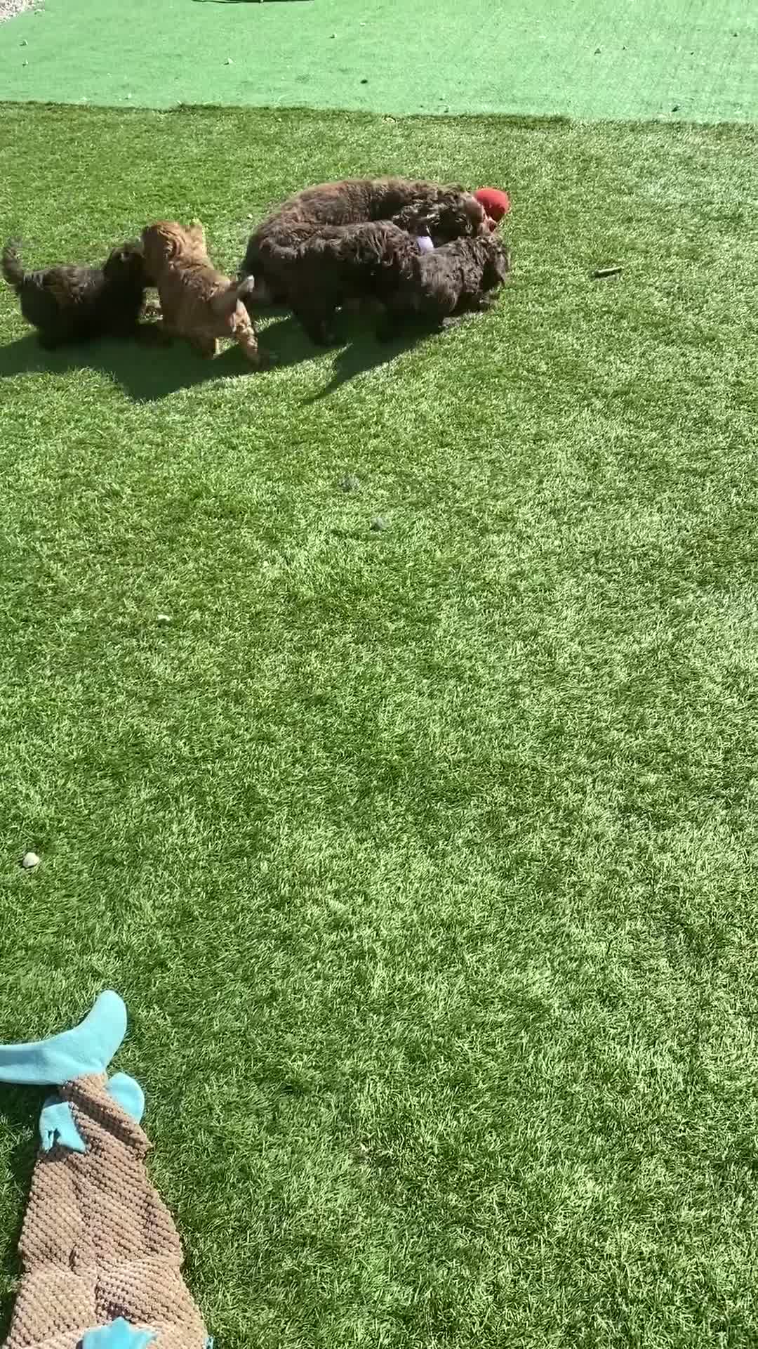 Cockapoo dogs for sale: Yankee Doodle cocker poo  - Video 2