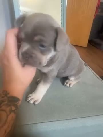 French Bulldog dogs for sale: FRENCHIE X PUPS FOR SALE  - Video 3
