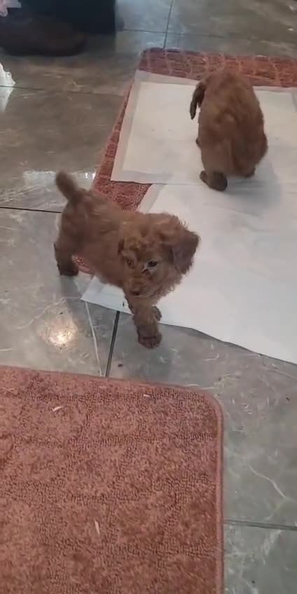 Cavapoo dogs for sale: Extensively Health Tested Red Cavapoo Puppies - Video 1