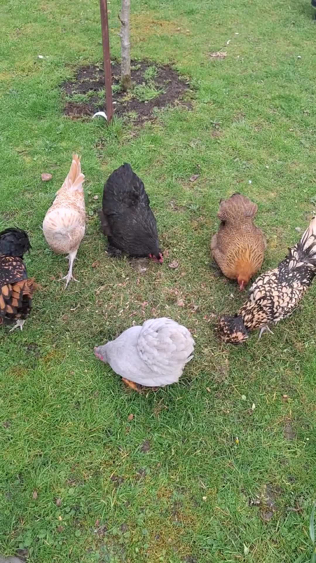 Chickens poultry for sale: 5 Bantam hens avaliable. 2 Polish and 3 Pekin POL - Video 1
