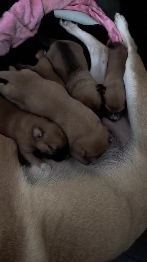 Mixed Breed dogs for sale: German Staffy Litter Available 12/10/25 - Video 1