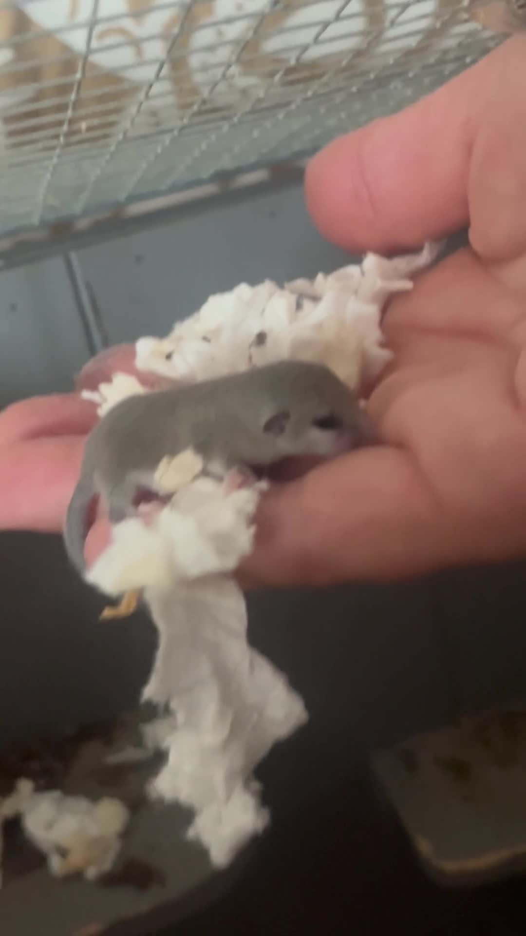Mouse rodents for sale: Pygmy Doormice, Mixed Genders/Ages.  - Video 1