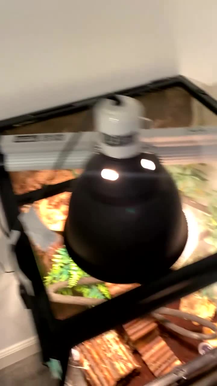 Gecko reptiles for sale: gorgeous crested gecko - Video 2