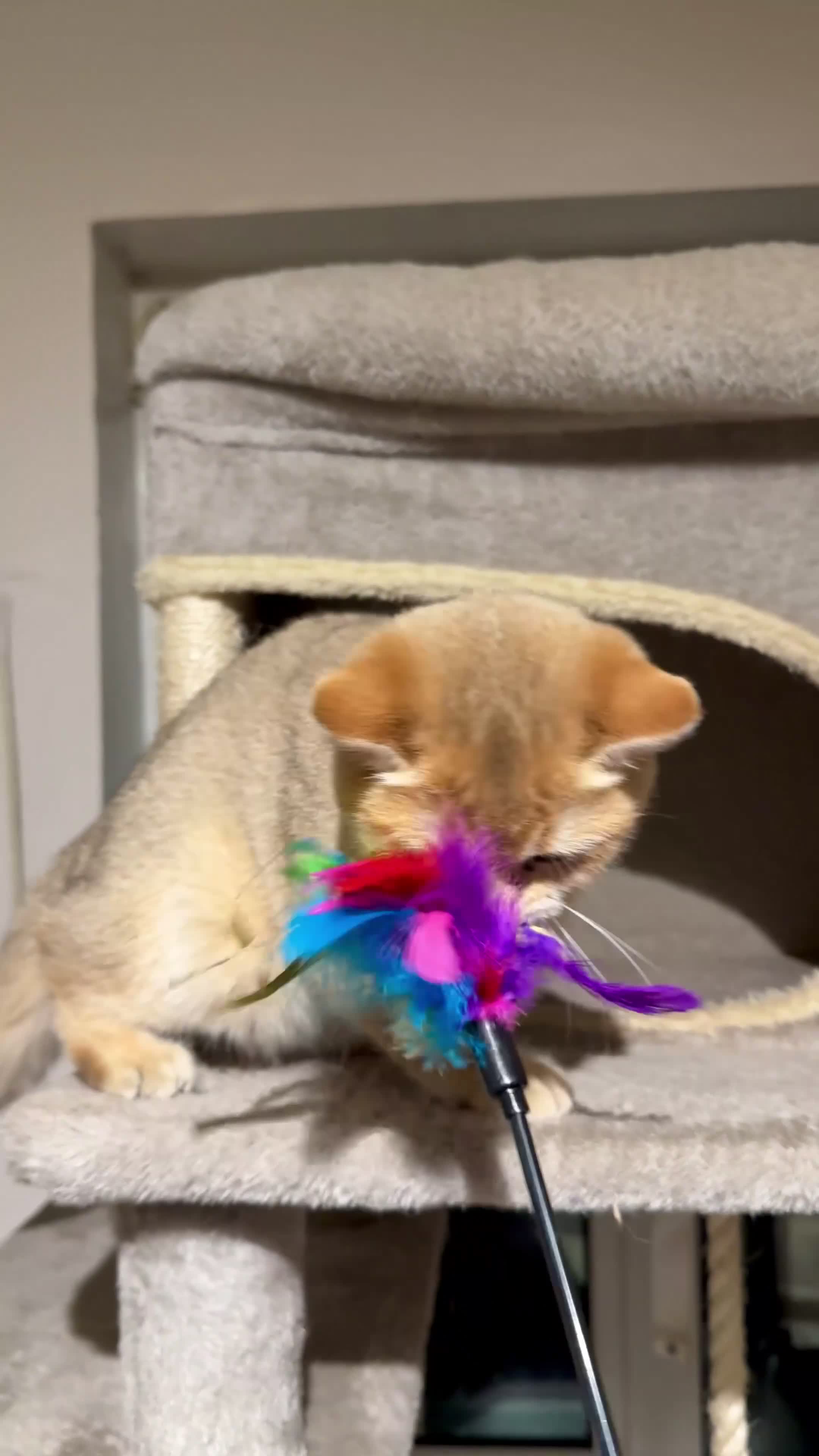 British Shorthair cats for sale: 🐾 British Shorthair Kittens — TICA Registered 🐾 - Video 5