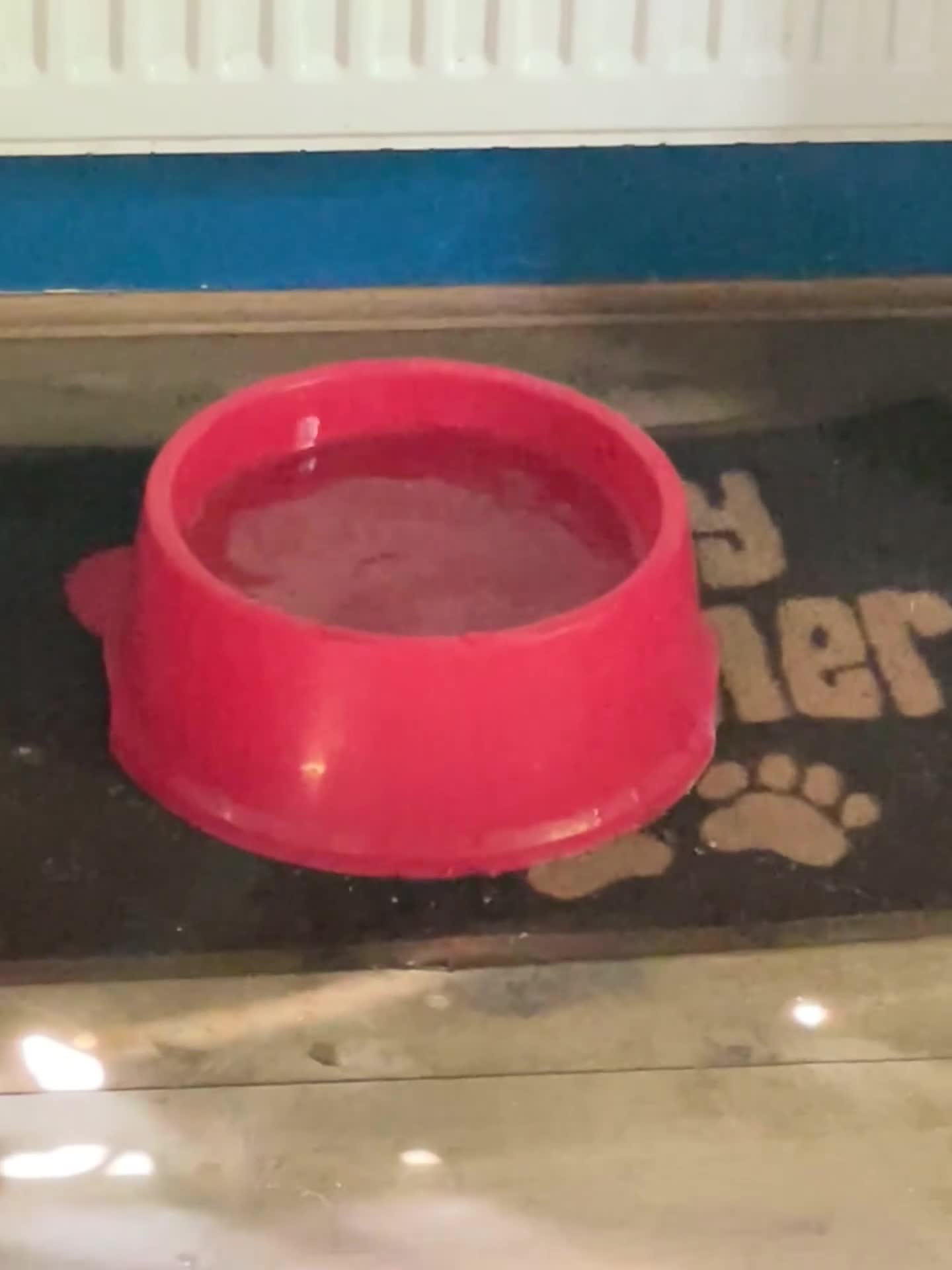 Mixed Breed dogs for sale: The Pug Who Raised a Duck Is Now Expecting Her Own - Video 1