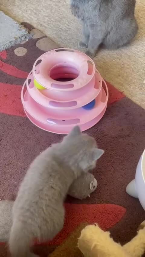 British Shorthair cats for sale: British Blue Shorthair Kittens - Video 4