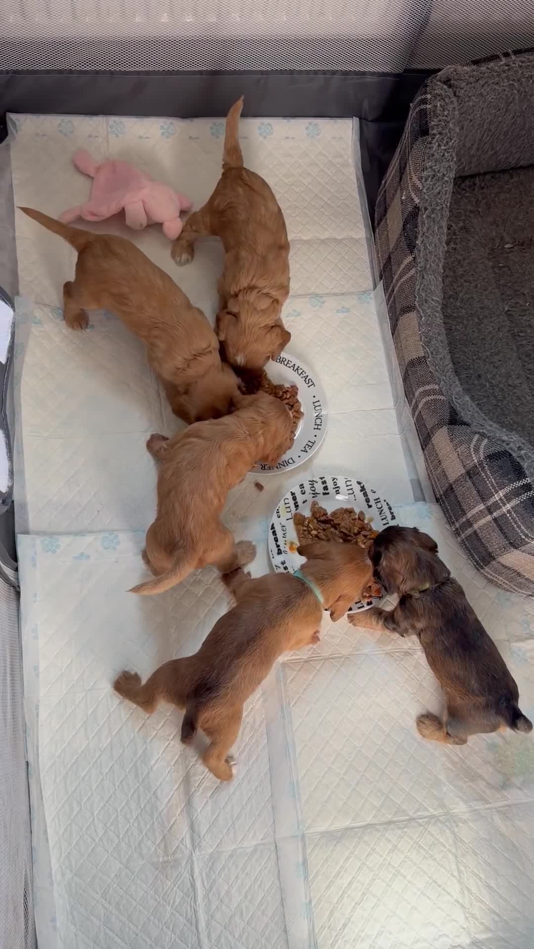 Mixed Breed dogs for sale: Cockapoo x - Video 1