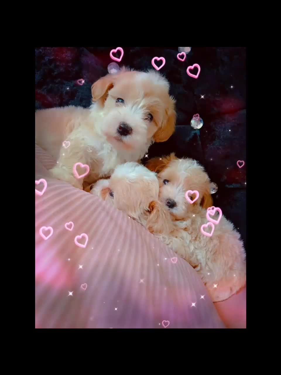 Maltipoo dogs for sale: Beautiful Maltipoo puppies for sale 🐶❤️ - Video 3